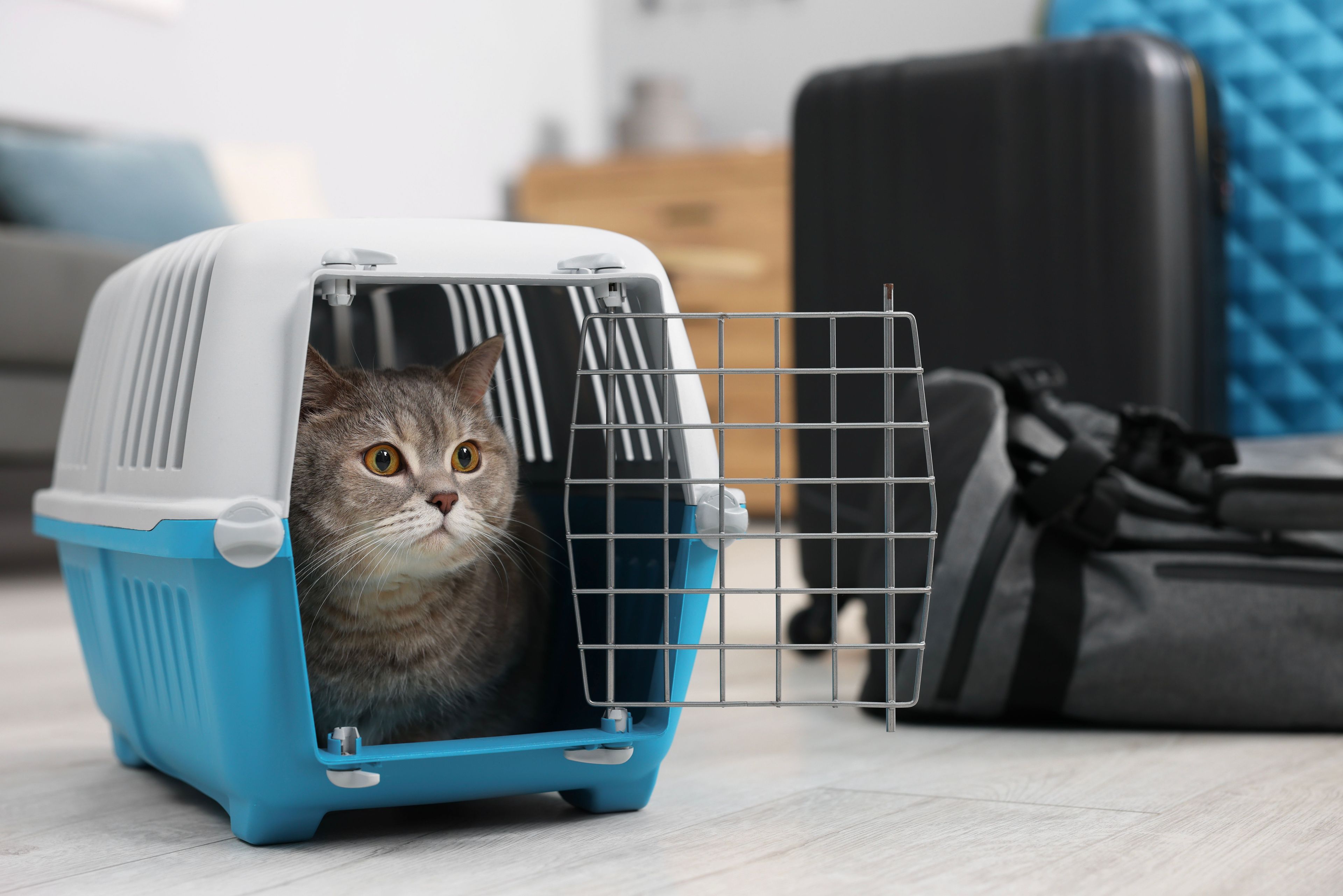 кошка в переноске