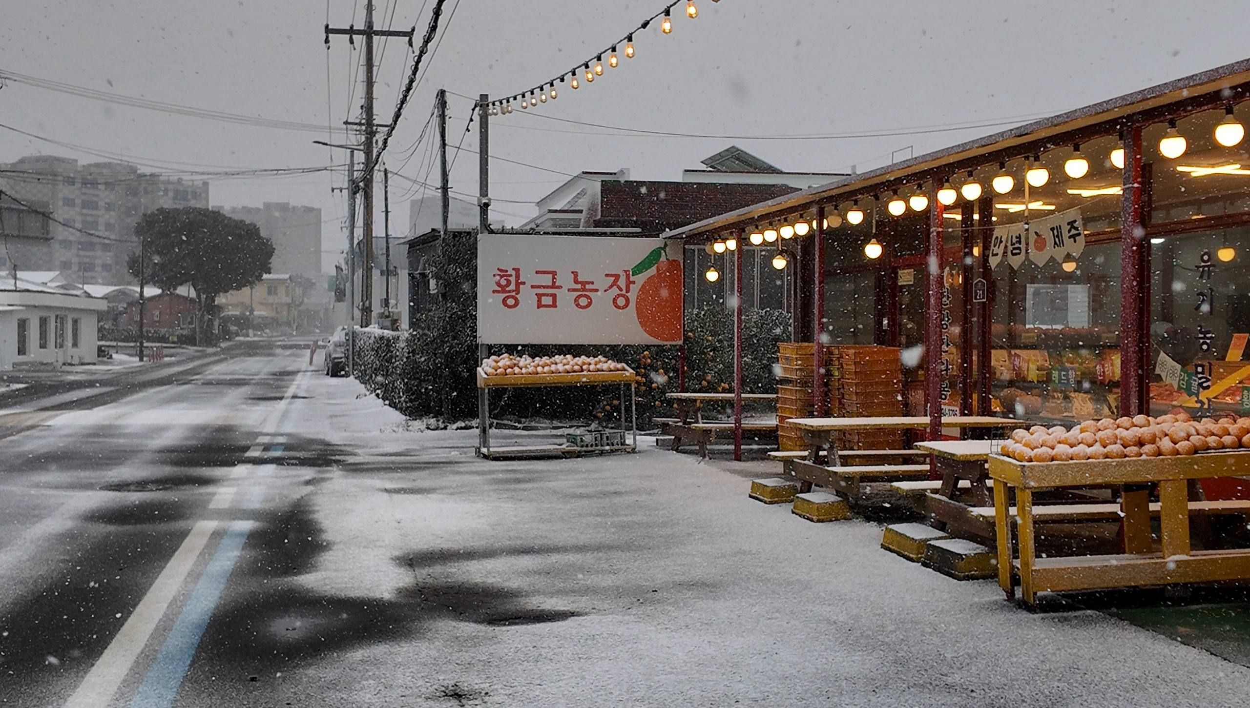 Ферма мандариновая на острове Чеджу в Южной Корее