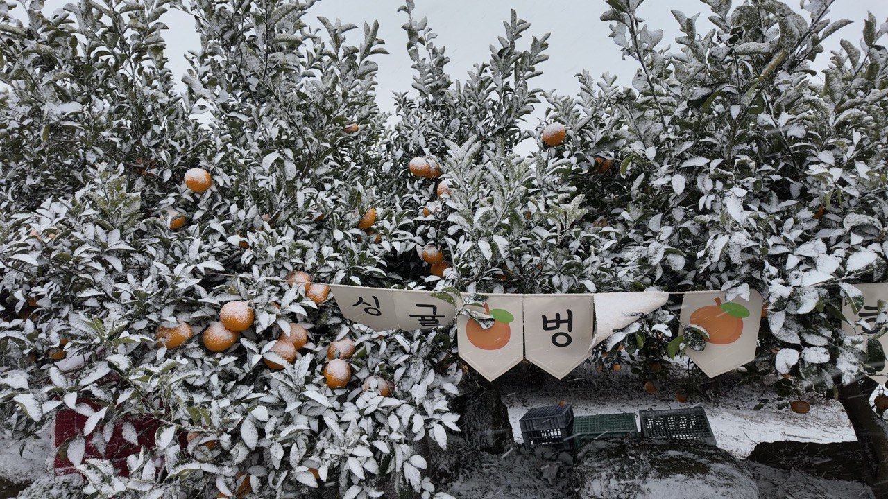 Мандарины на острове Чеджу в Южной Корее