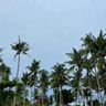 Пальмы на Филиппинах