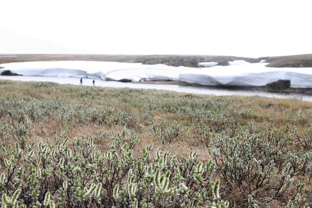 Тундра в Амдерме