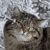Кот Рысик