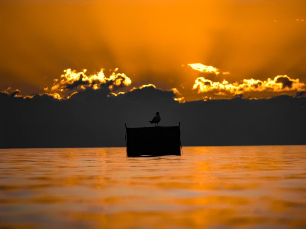 Чайка на Иссык-куле