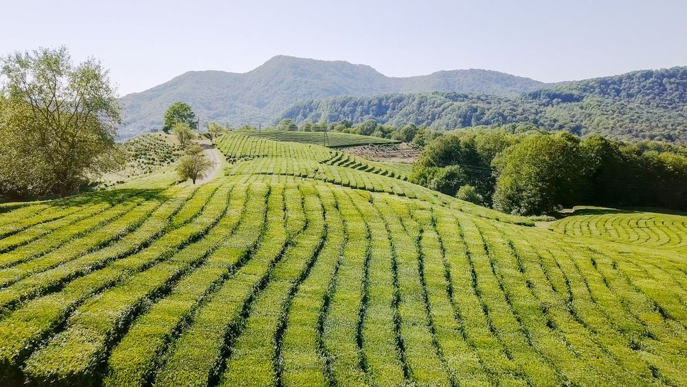 Чай на плантациях в Мацесте