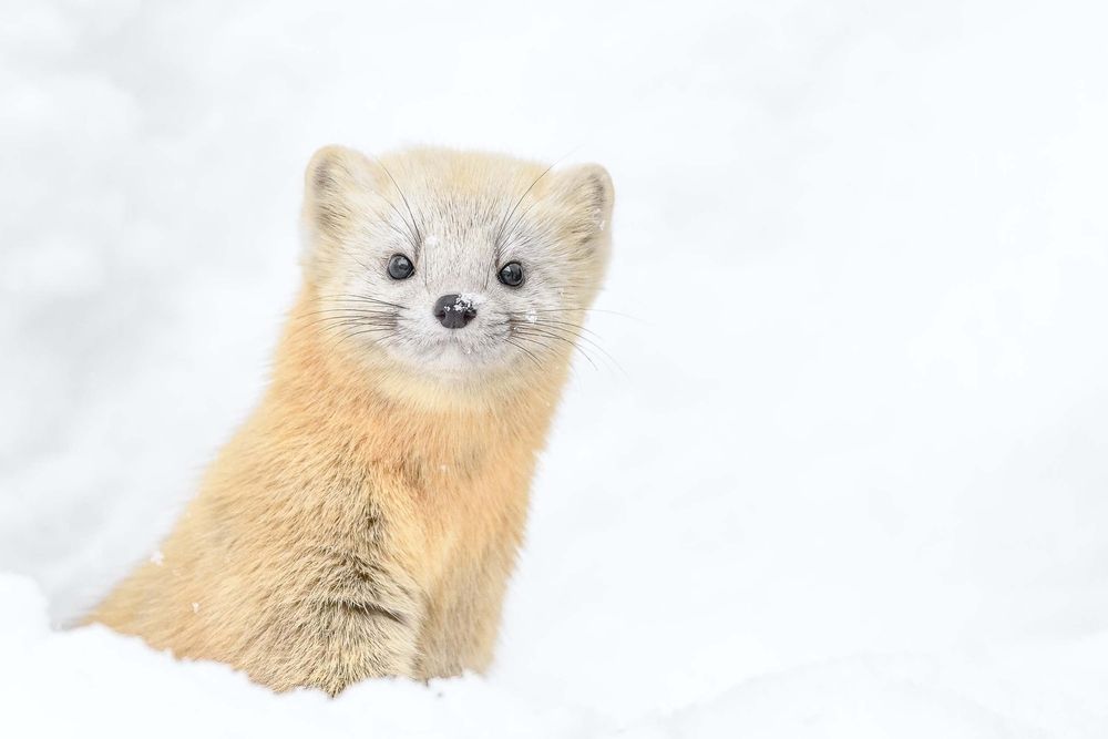 Что можно и нельзя вывозить из России