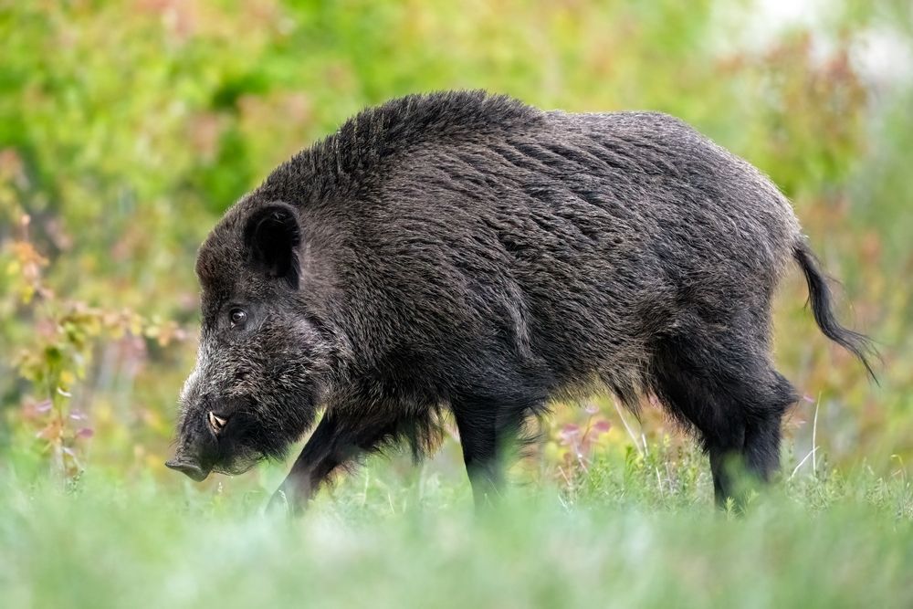 Никакой акуна мататы: как драться с кабаном