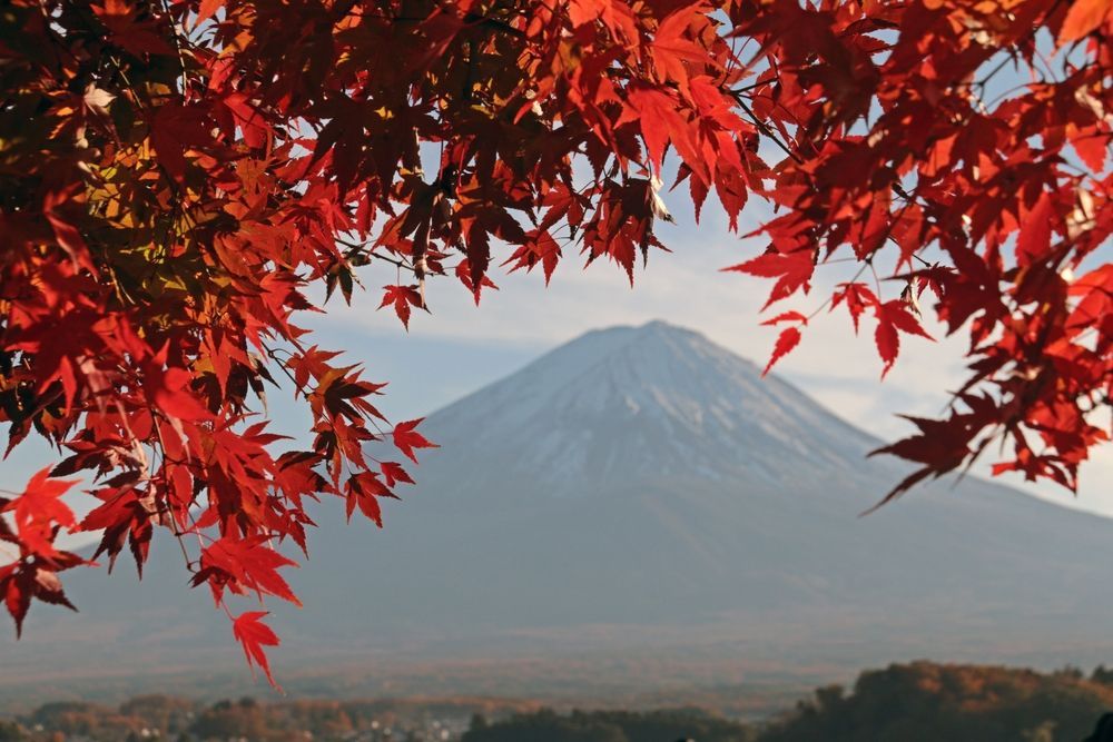 Красные листья и гора Фудзи