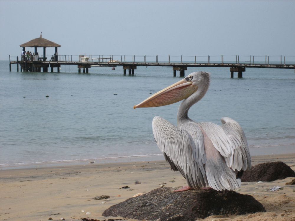 Европа на африканский манер: как я съездил в Сенегал