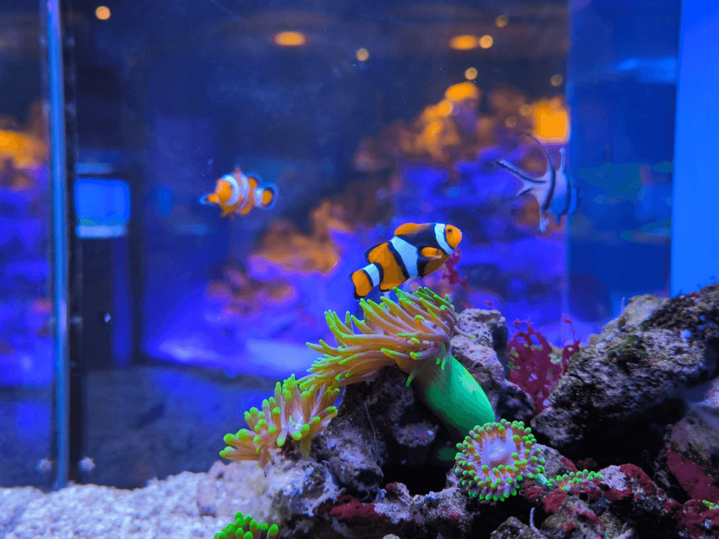 Рыбы в аквариуме