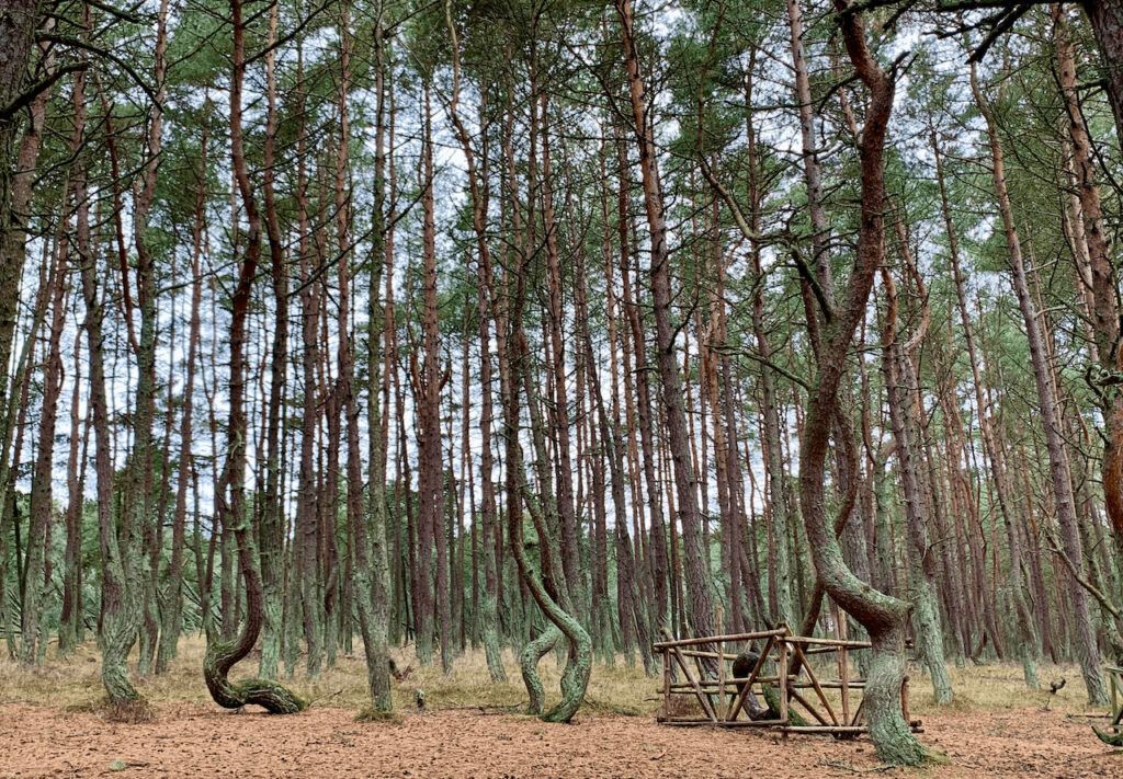 Танцующий лес