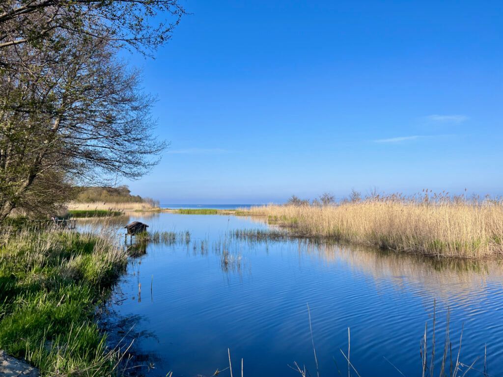 Вода, небо и камыши