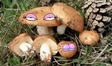 Грибы с глазами