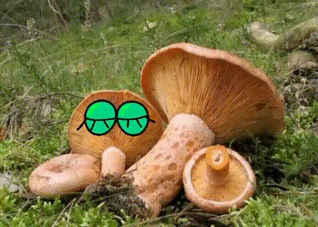 Грибы с глазами