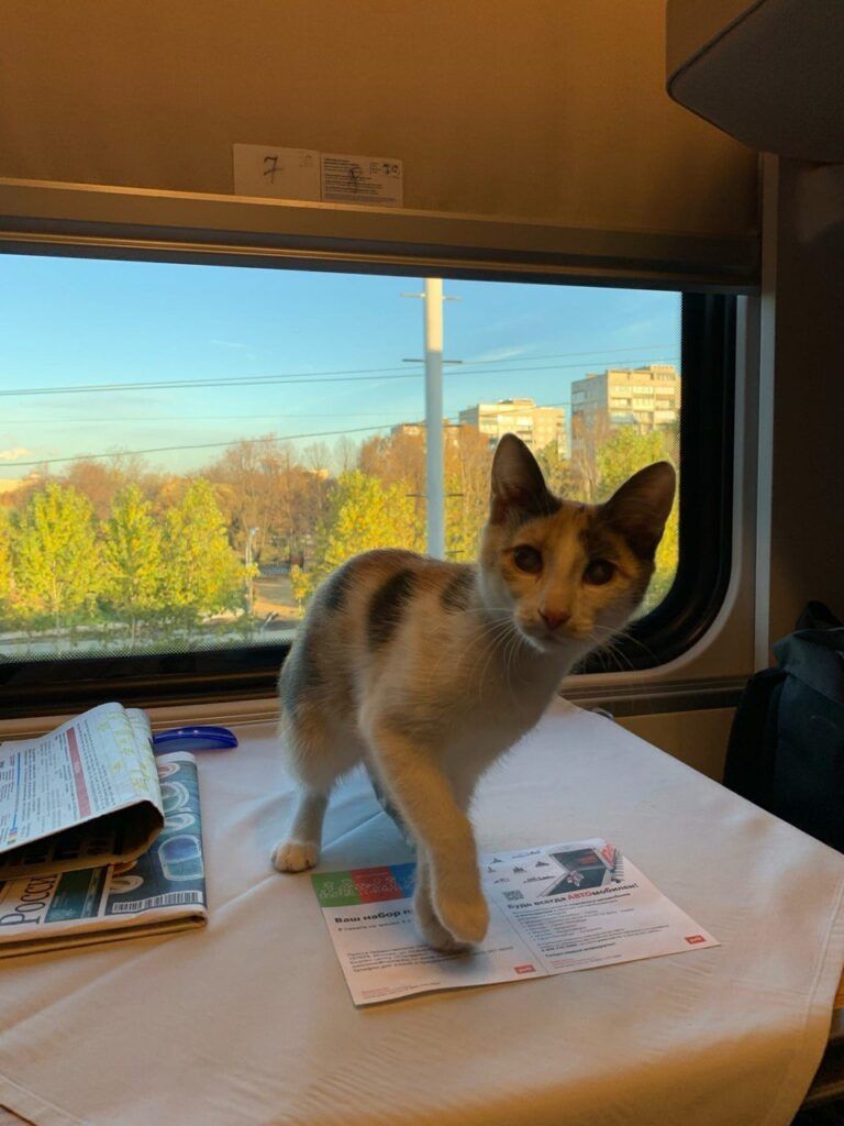 Кот на столе