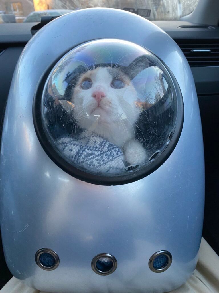 Кот в твёрдой переноске