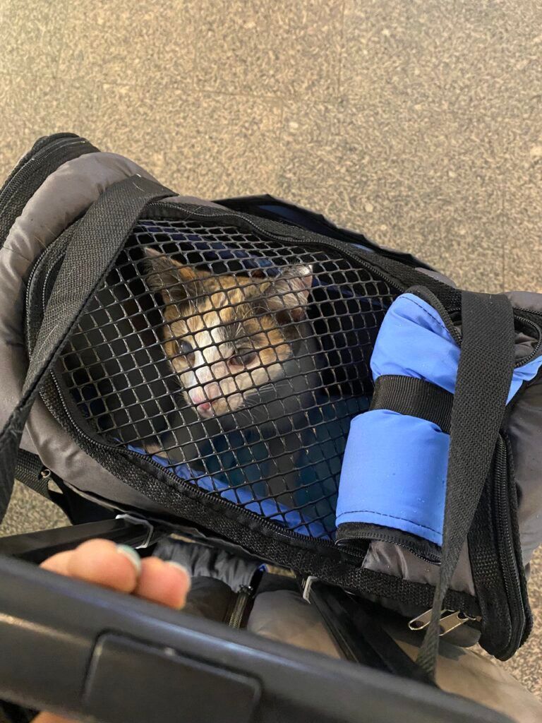 Кот в переноске