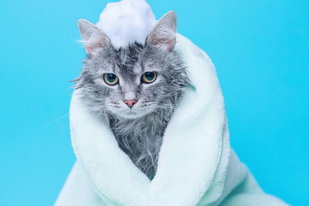 Кот в душе