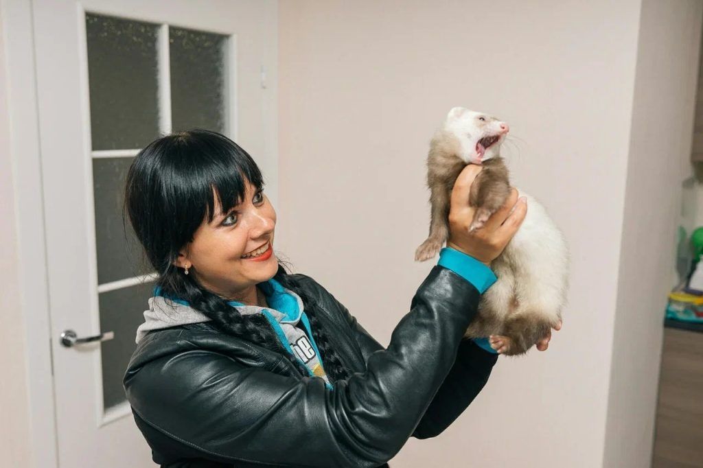 Как я переезжала с хорьками в Ереван