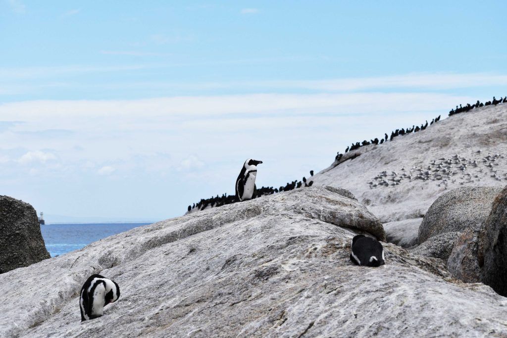 Пингвины в Африке