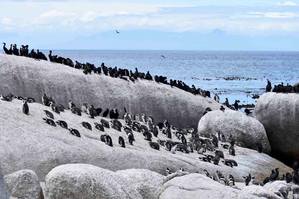 Как я съездила в Африку, чтобы посмотреть на пингвинов