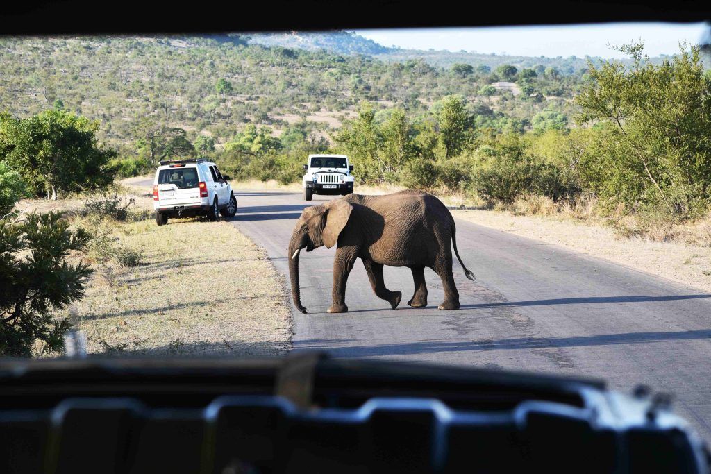 Слон а Африке