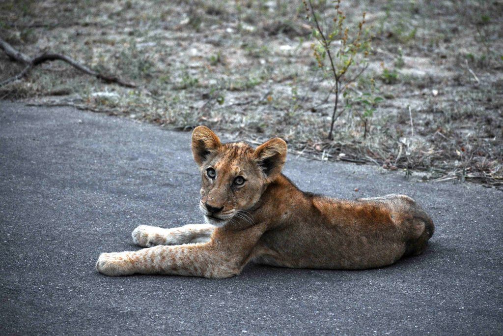 Львенок в Африке