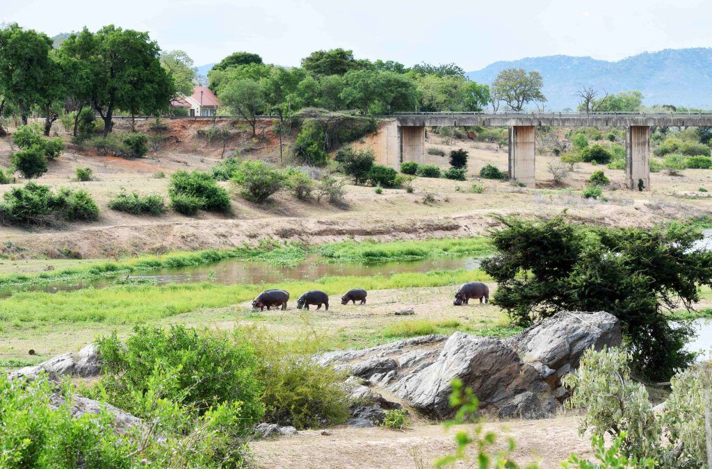 Бегемоты в Африке