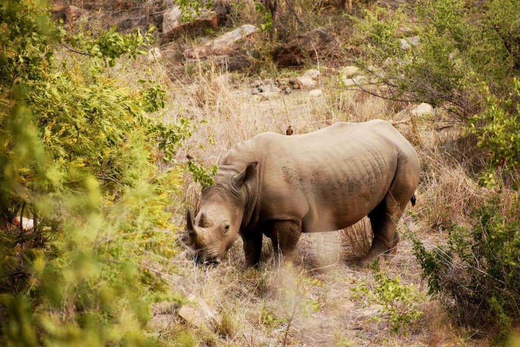 Носорог в ЮАР