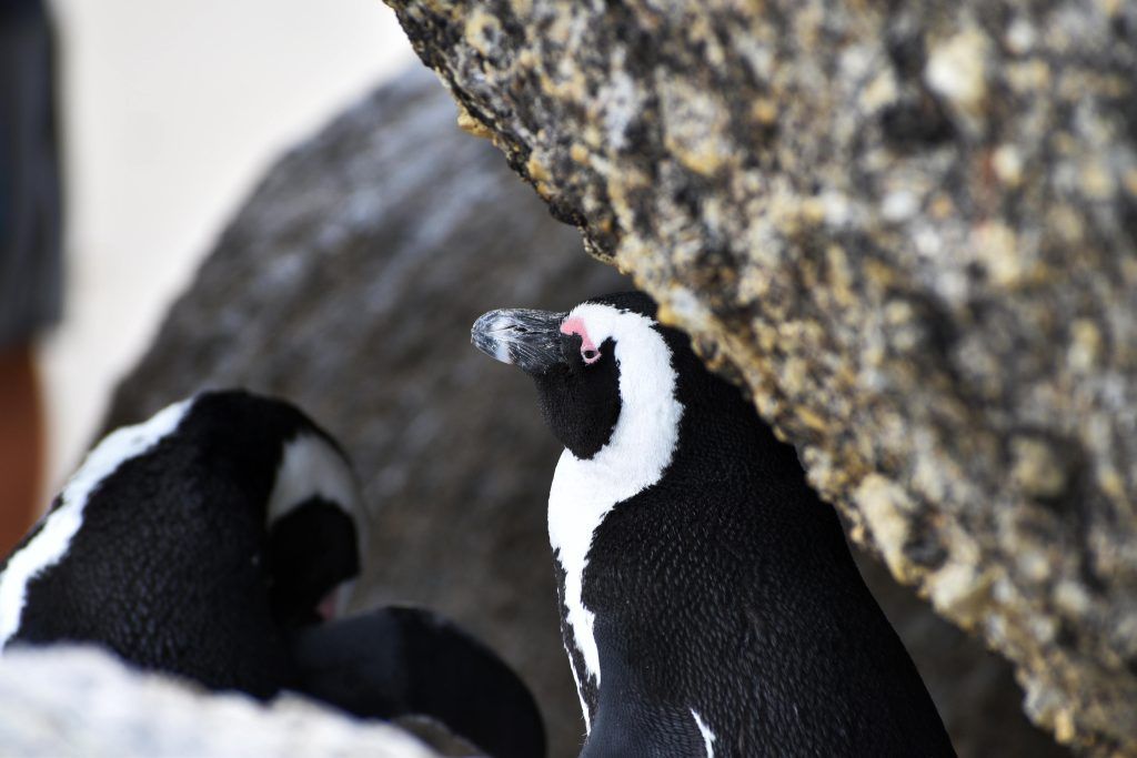 Пингвины в Африке