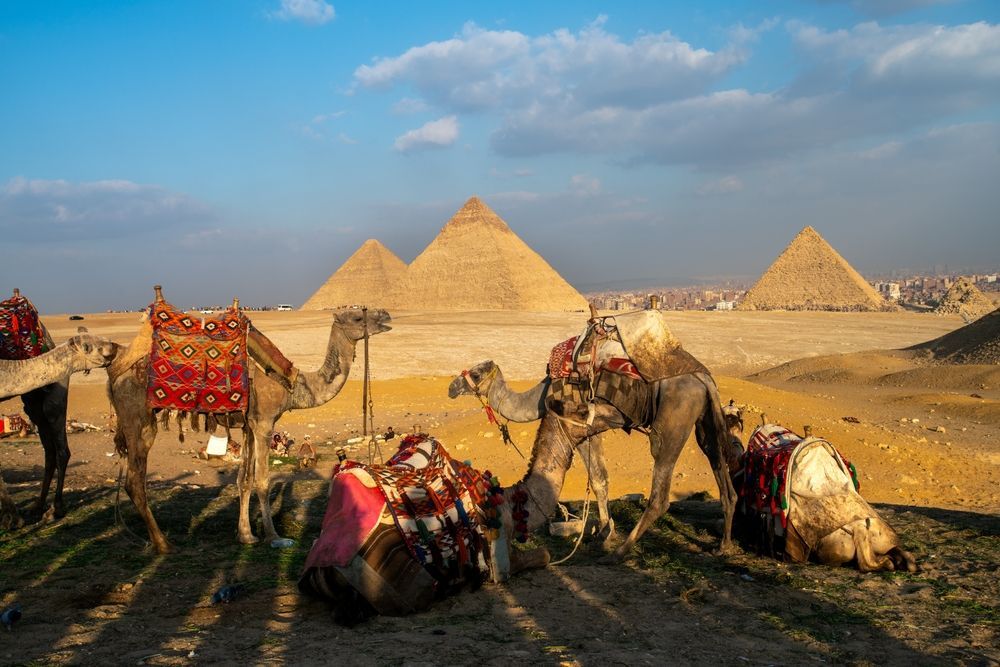 Пирамида Хеопса и верблюды
