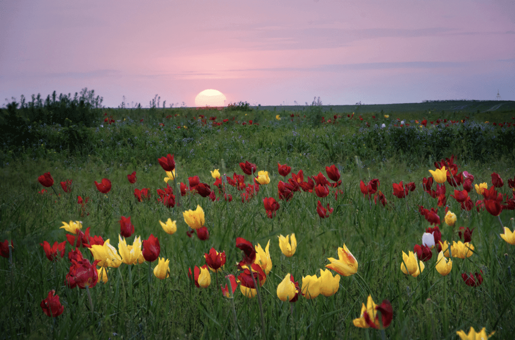 Цветущие тюльпаны в Калмыкии