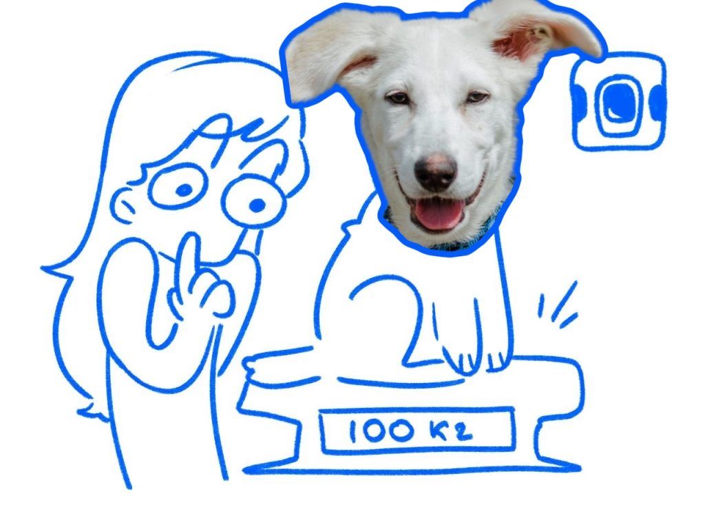 собака на весах