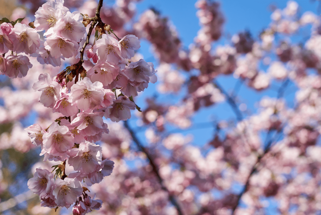 Где посмотреть на цветение сакуры в России