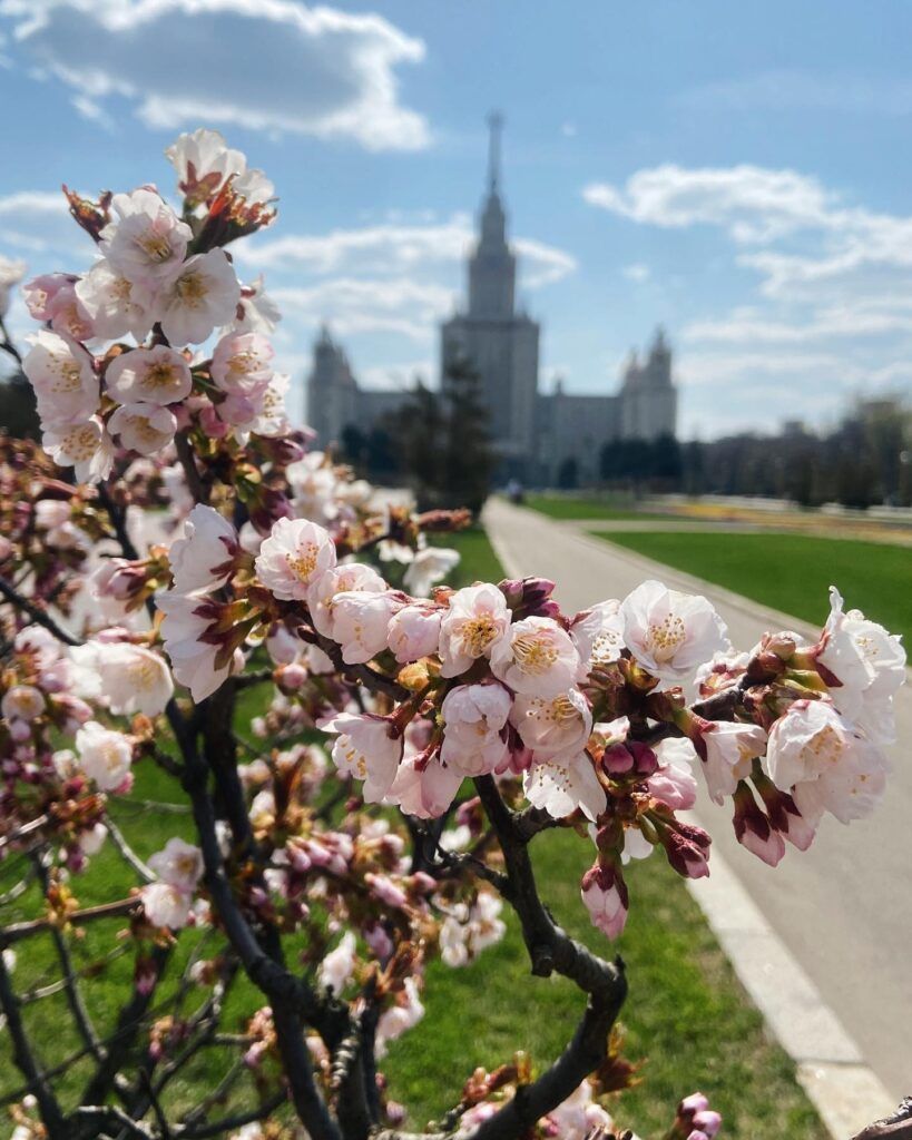 Сакура в аллее МГУ