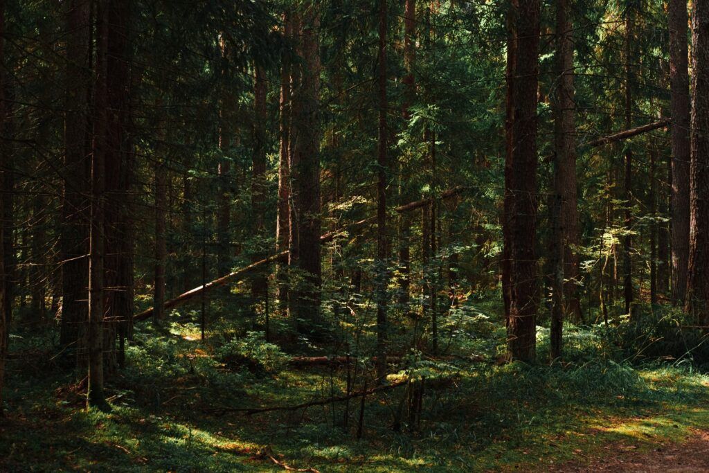 лес