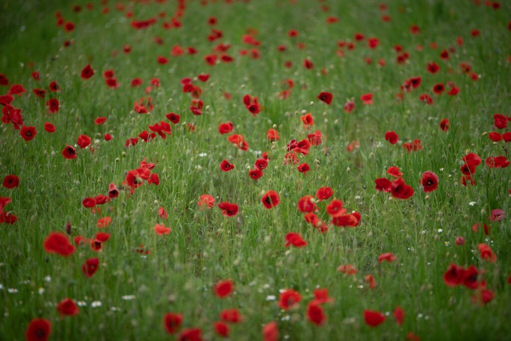Маки на заповедном лугу