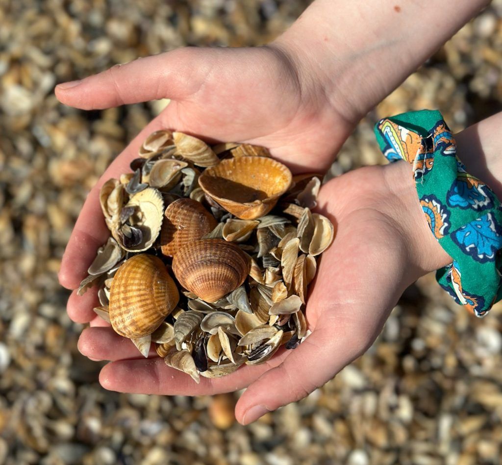 Ракушки на пляже в Дагестане