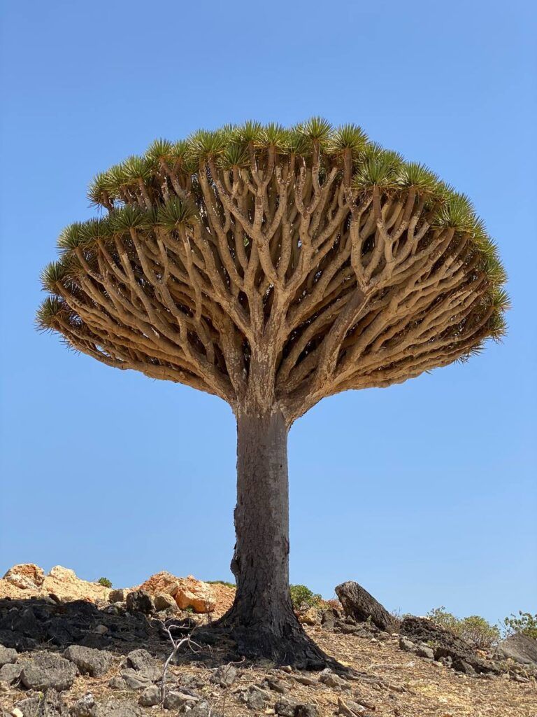 Другая планета: путешествие по Сокотре, часть 1