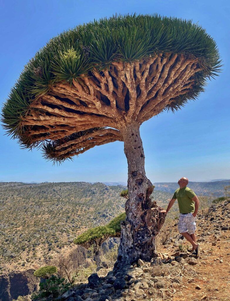 Дерево и автор под ним 