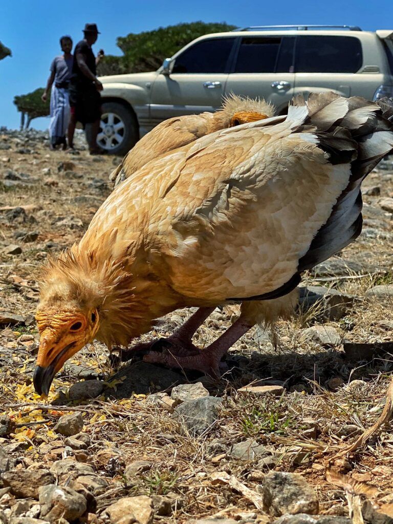 Кровь дракона: путешествие по Сокотре, часть 2