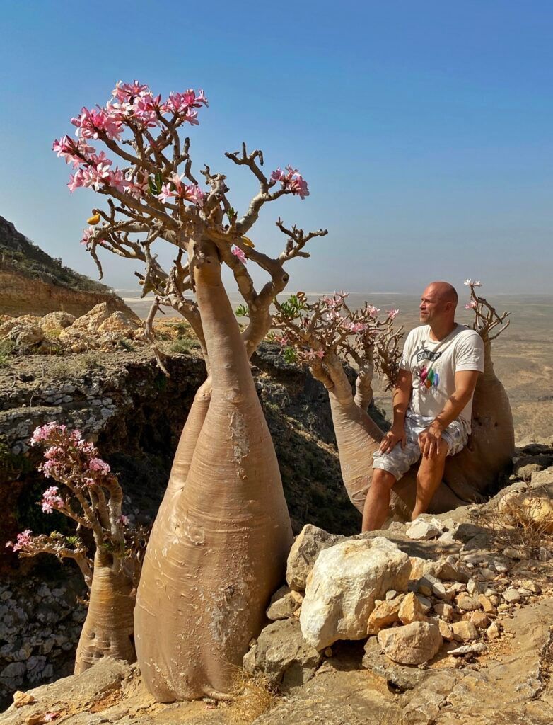 Бутылочное дерево