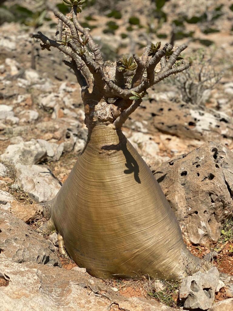 Ещё одна бутылочка