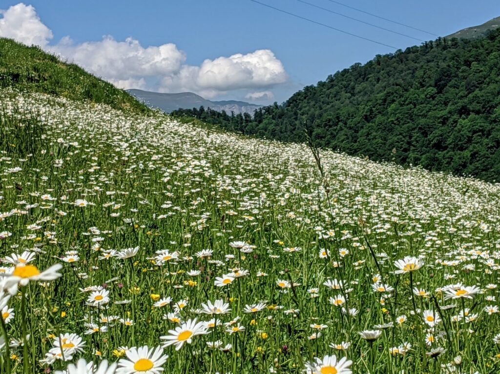 Альпийский луг из ромашек