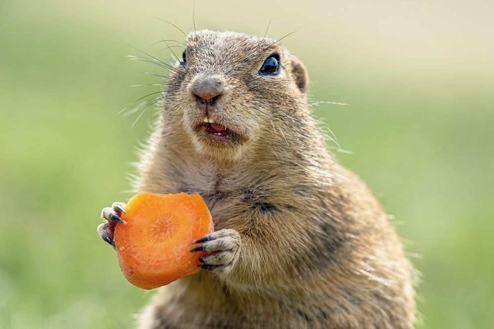 Суслик и морковка