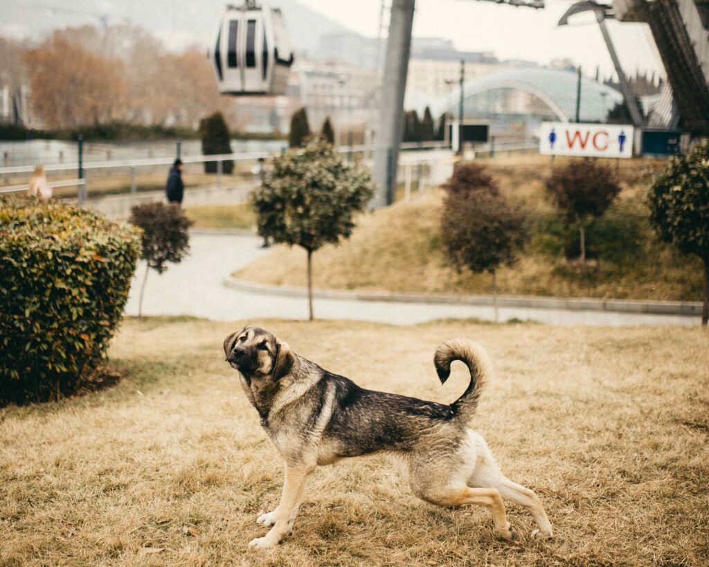 Обзор на тбилисских пёселей