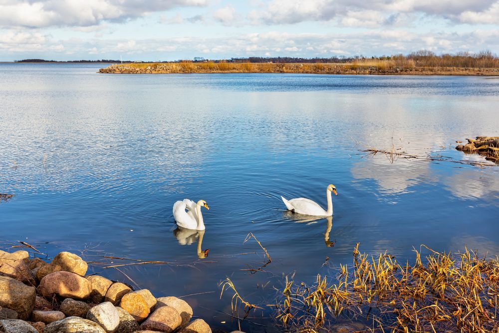 Лебеди на озере