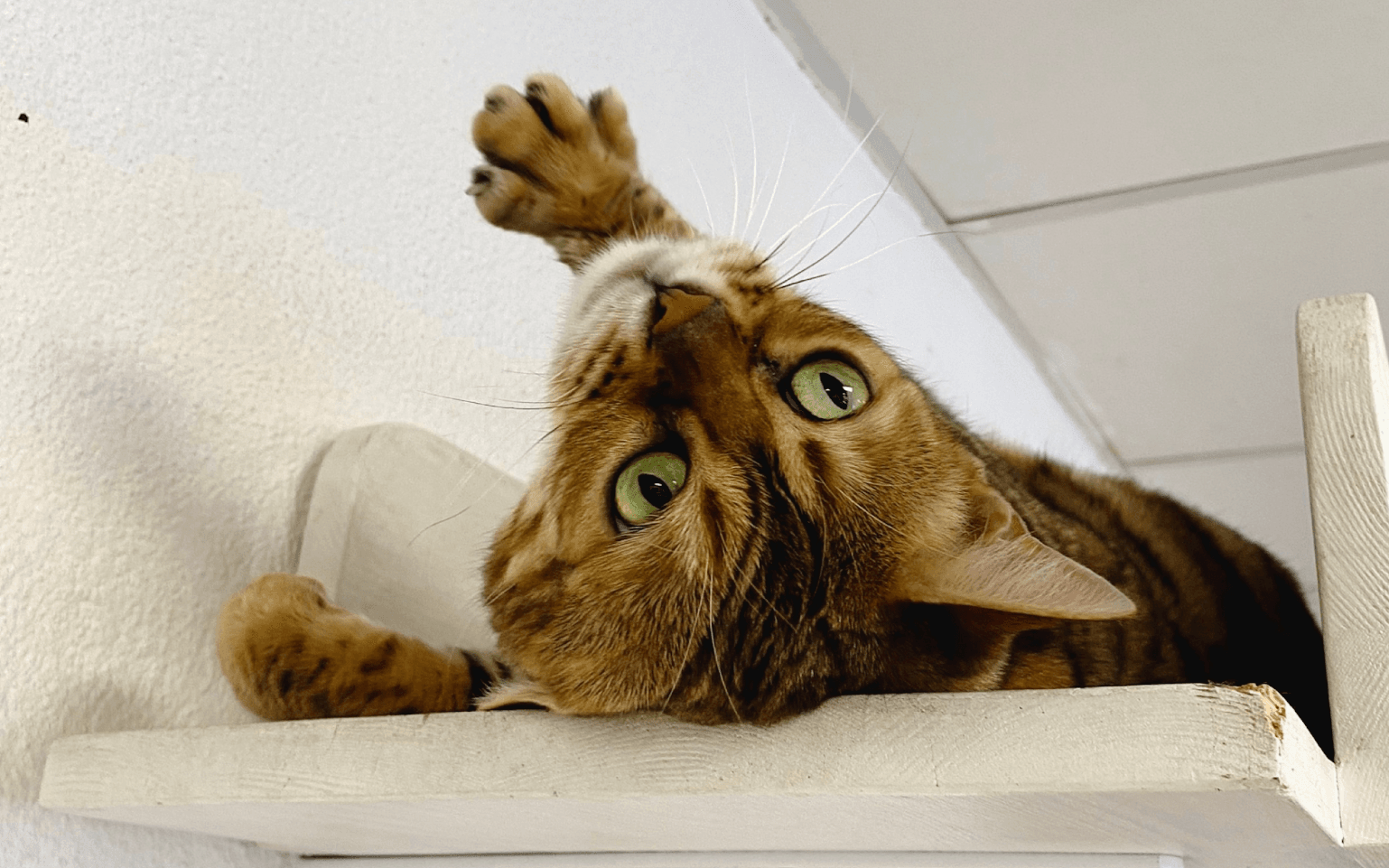Кот из антикафе Мяу