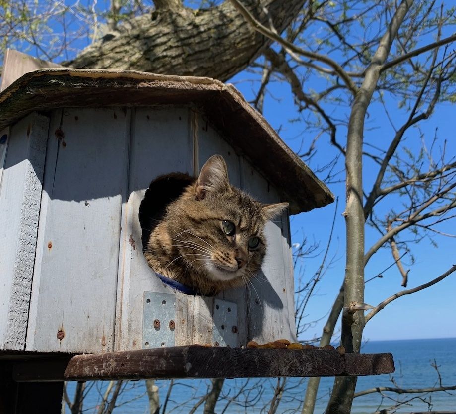 Кот в домике на пляже Зеленоградска