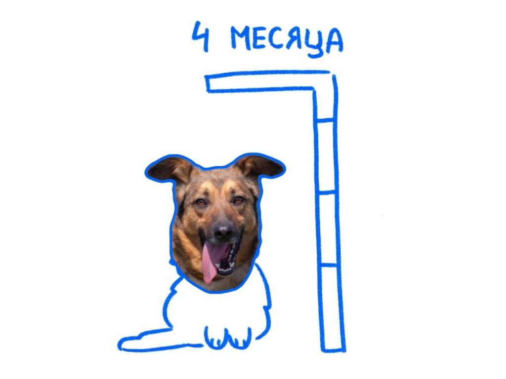 Рост собаки
