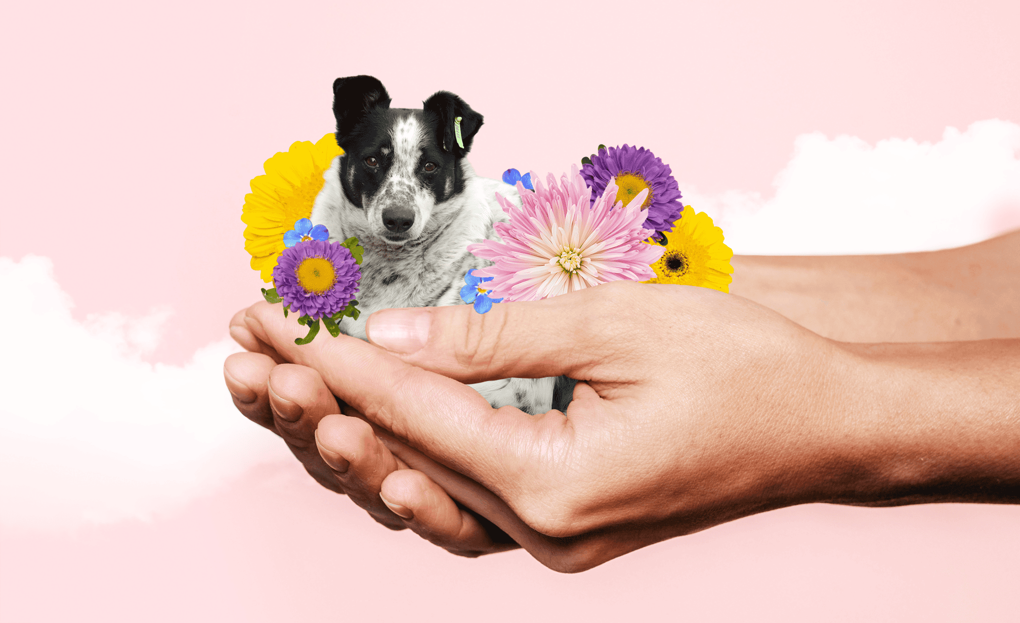 Счастливые бродяги: показываем страны, где бездомным собакам живётся лучше всего